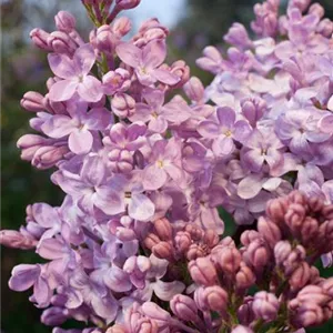 Syringa hyacinthiflora 'Lavender Lady'