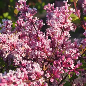 Syringa Flowerfesta® 'Purple'
