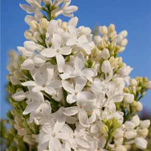 Syringa hyacinthiflora 'Angel White'