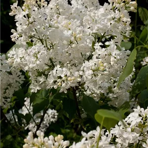 Syringa hyacinthiflora 'Schneeweißchen'®