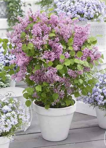 Flowerfesta® Pink (Flowerfesta® Pink (3).JPG)