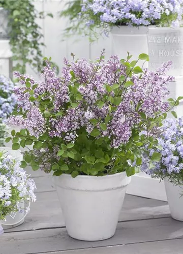Flowerfesta® Purple (Flowerfesta® Purple (1).JPG)