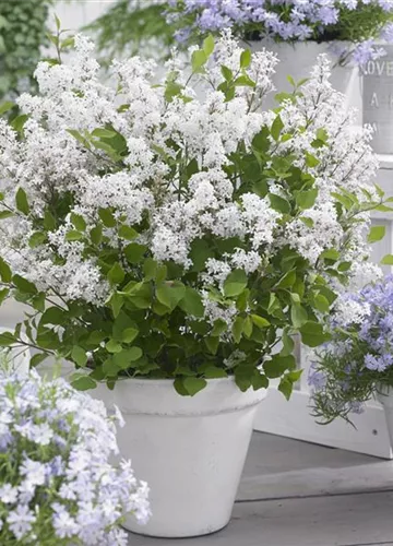 Flowerfesta® White (Flowerfesta® White (2).JPG)