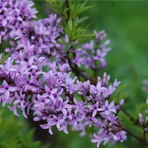 Syringa persica 'Laciniata' (Syn.= afghanica)