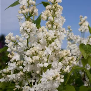 Syringa vulgaris 'Schneekönigin'®