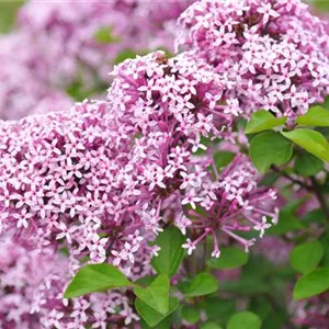 Syringa meyeri 'Lillifee'®