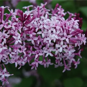 Syringa meyeri 'Palibin'