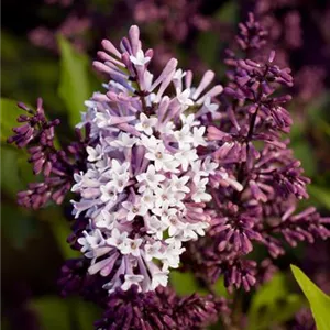 Syringa patula 'Miss Kim'
