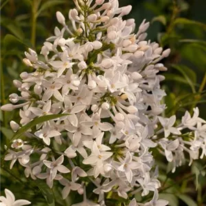 Syringa persica 'Alba'