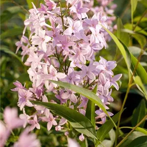 Syringa persica