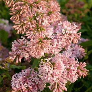 Syringa prestoniae 'Miss Canada'