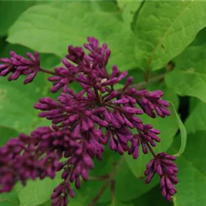 Syringa 'Redwine'