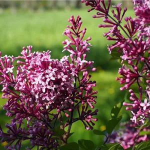 Syringa 'Prince Charming'®