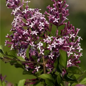 Syringa meyeri 'Red Pixie'
