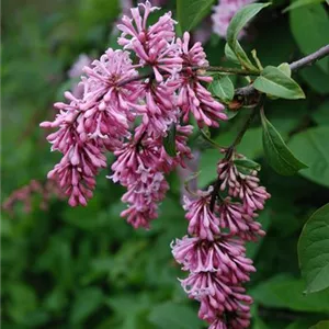 Syringa reflexa