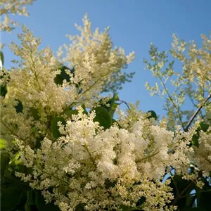Syringa reticulata 'City of Toronto'