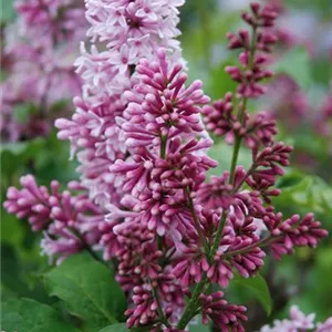 Syringa swegiflexa