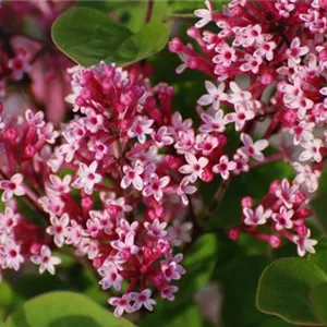 Syringa 'Tinkerbelle'®