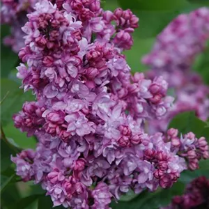 Syringa vulgaris 'Addie Tischler'