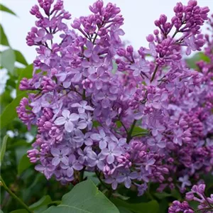 Syringa vulgaris 'Amethyst'