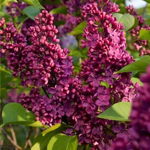 Syringa vulgaris 'Andenken an Ludwig Späth'