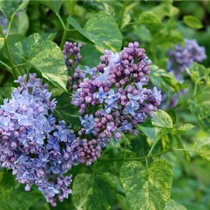 Syringa vulgaris 'Aucubaefolia'