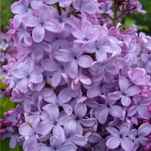 Syringa vulgaris 'Blue Skies'™