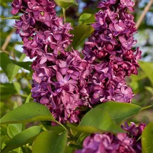 Syringa vulgaris 'Charles Joly'