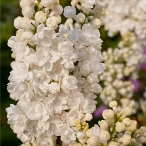Syringa vulgaris 'Frau Holle'®