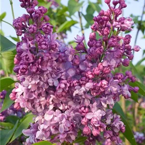 Syringa vulgaris 'General Pershing'