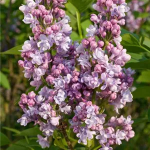 Syringa vulgaris 'Katharine Havemeyer'
