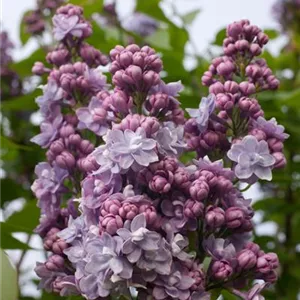 Syringa vulgaris 'Michel Buchner'