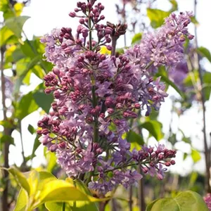 Syringa vulgaris 'Mme Antoine Buchner'