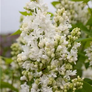 Syringa vulgaris 'Mme Lemoine'