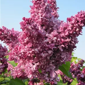 Syringa vulgaris 'Mrs. Edward Harding'