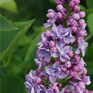 Syringa vulgaris 'Paul Thirion'