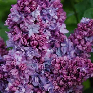 Syringa vulgaris 'Président Poincaré'