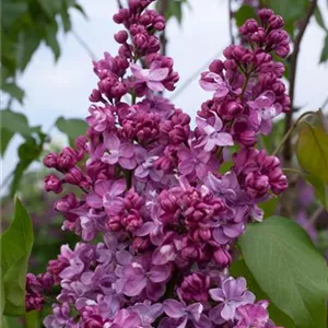 Syringa vulgaris 'Prince Wolkonsky'