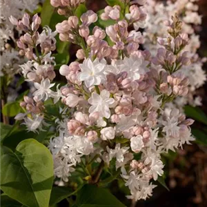 Syringa vulgaris 'Schöne von Moskau'®