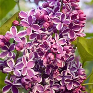 Syringa vulgaris 'Sensation'