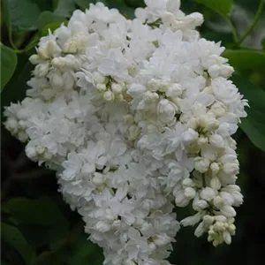 Syringa vulgaris 'Souvenir d´Alice Harding'