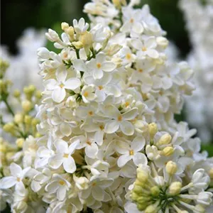 Syringa vulgaris 'Sterntaler'®
