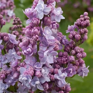 Syringa vulgaris 'Victor Lemoine'