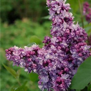 Syringa vulgaris 'Perle von Stuttgart'
