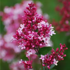 Syringa microphylla 'Superba'