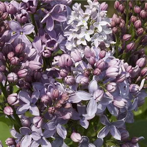 Syringa vulgaris 'Boule Azurée'