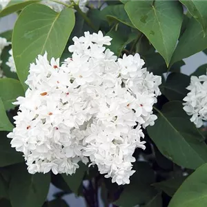 Syringa vulgaris 'Mme Florent Stepman'