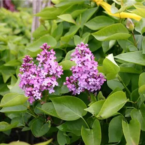 Syringa vulgaris 'Prairie Petite'
