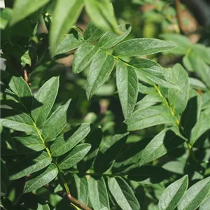 Syringa pinnatifolia