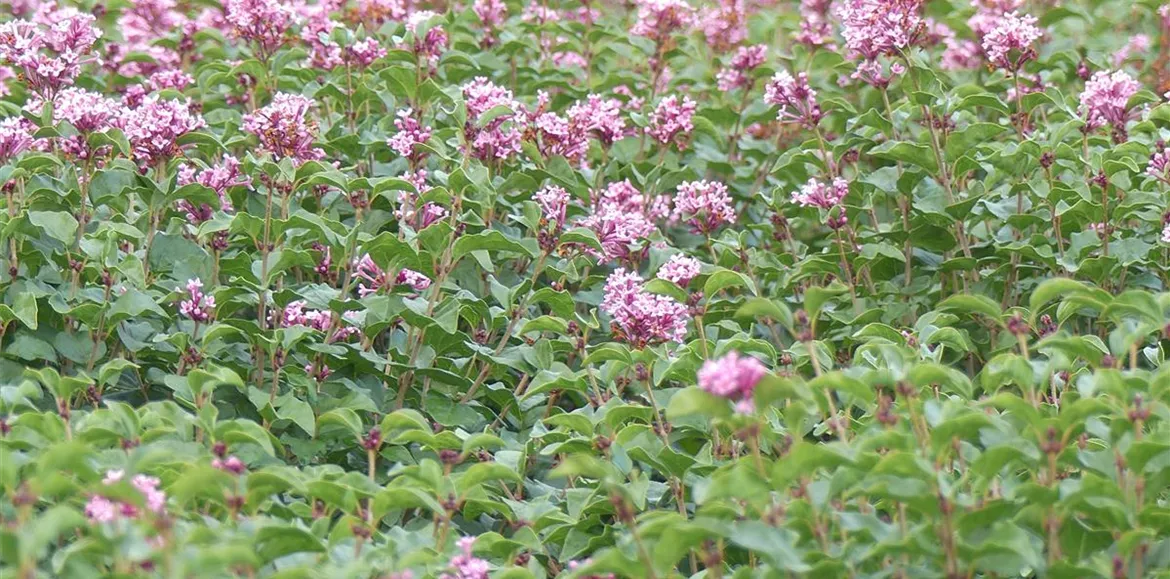 flowerfesta_pink_news.jpg